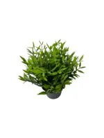 بوته سبز مصنوعی ایکیا مدل FEJKA - Image 2