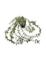 بوته آویز اکالیپتوس ایکیا مدل FEJKA - Image 2