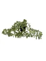 بوته آویز اکالیپتوس ایکیا مدل FEJKA - Image 3