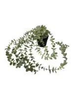 بوته آویز اکالیپتوس ایکیا مدل FEJKA - Image 4